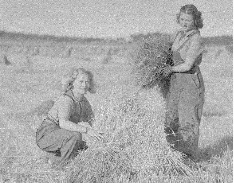 Kvinnelig Arbeidstjeneste hjalp til i jordbruket. Elles var det ein god del kursverksemd i leirane, for eksempel i husstell. Både hos menn og kvinner blei det lagt stor vekt på kulturelle tilbod i tenesta. Frå 1943 blei også arbeidsteneste for kvinner obligatorisk. RA/PA-1209 NTBs krigsarkiv/Ue/0096.