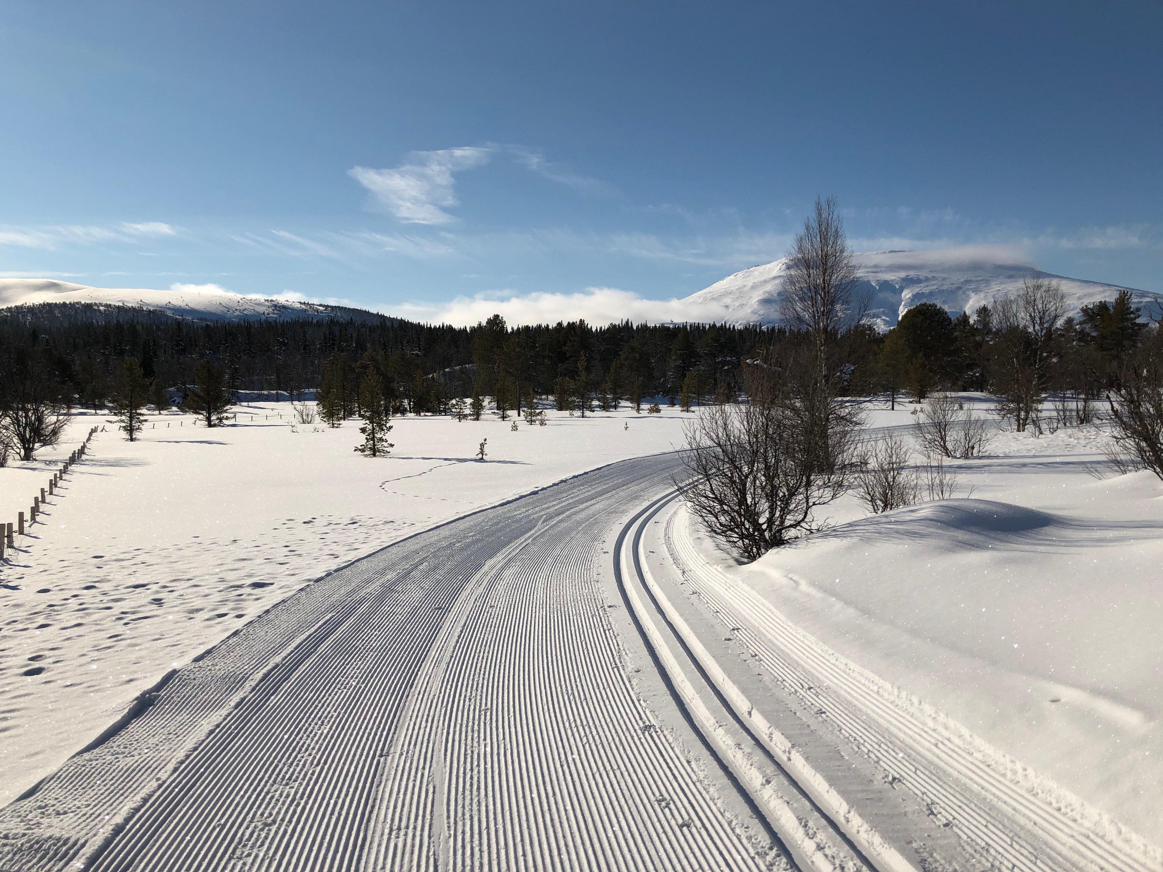 Skiløyper på Tynset (foto: Mali Hagen Røe).