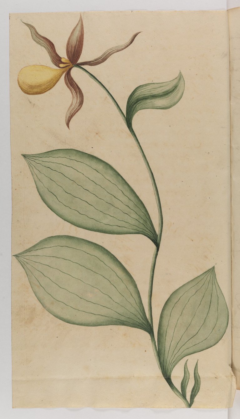 Norge i 1743_Naturen_Marisko